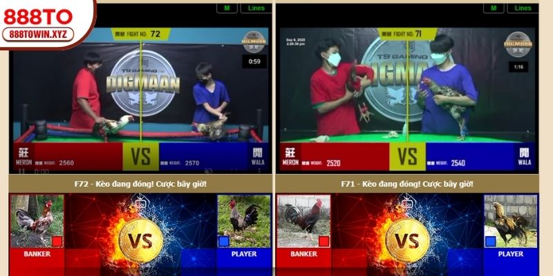 Hướng dẫn truy cập và trải nghiệm tại Đá Gà 888TO